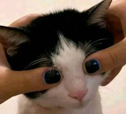 Funny cat Meme Template
