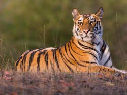 tiger thingy looking all regal n shit Meme Template