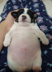 Fat puppy Meme Template