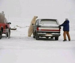 polar bear driver Meme Template