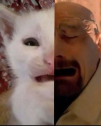 Walter and cat crying Meme Template