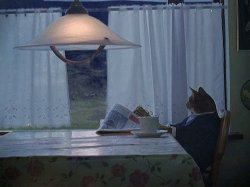 cat moment Meme Template