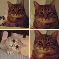 Understanding Cat Meme Template