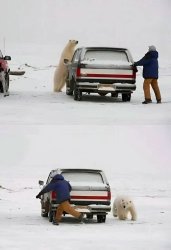 Polar bear encounter Meme Template