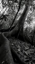 Roots. Meme Template