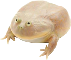 Wednesday Frog Meme Template