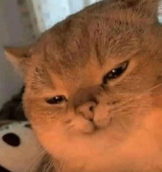 Gato más Meme Template