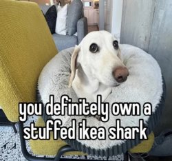 you definitely own a stuffed ikea shark Meme Template