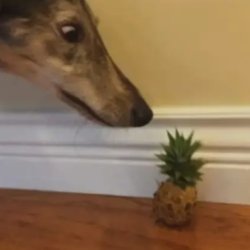 Doggo wants pineapple Meme Template