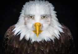 Staring Eagle Meme Full HD Meme Template