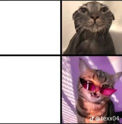 Crazy cat Meme Template
