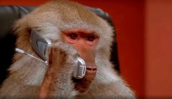 Monkey talking on the phone Meme Template