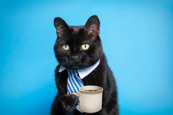 Business Cat Coffee Blue Background Meme Template