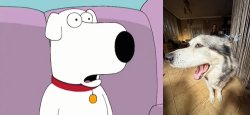 Dolfi & Brian Meme Template