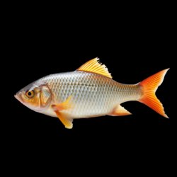 feesh Meme Template