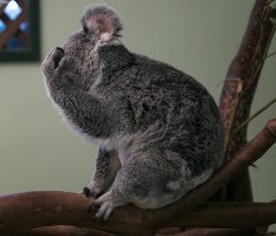 koala facepalm Meme Template