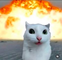 Explosion cat Meme Template