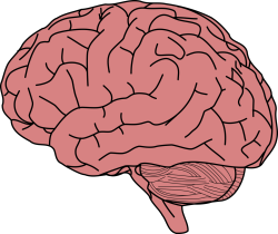 brain Meme Template