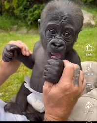 Babies Meme Template