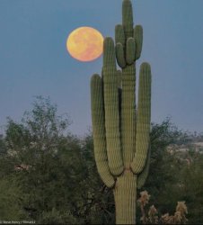 Cactus. Photo by Steve Henry. Meme Template