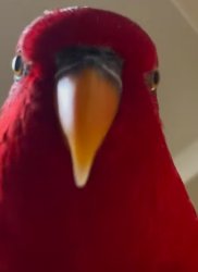 Staring bird Meme Template