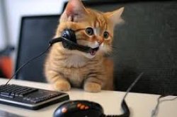 call center cat Meme Template