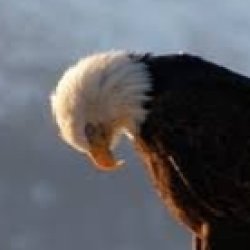 Sad Eagle Meme Template