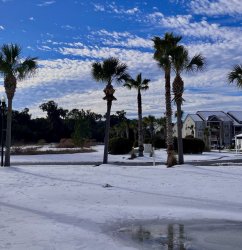 Palm Trees in Snow. x Meme Template