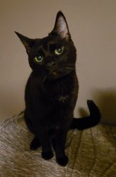 Tell me more cat Meme Template