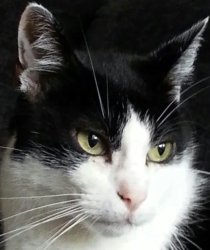 Cat Meme Template