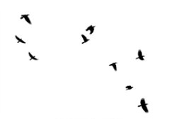 black crows flying Meme Template