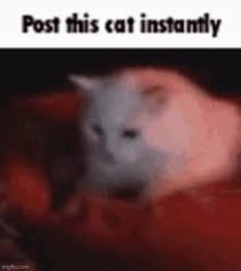 post this cat instantly Meme Template