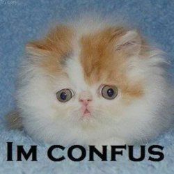 c o n f u s  c a t Meme Template