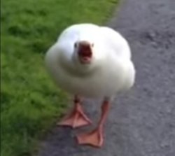 Screaming duck Meme Template