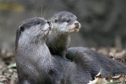 Otter Meme Template