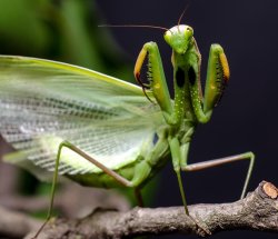 Praying Mantis Preying USA America Capitalism Meme Template