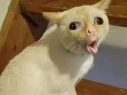 CAT IN ALL CAPS Meme Template
