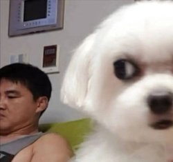 Cute fluffy dog side eye Meme Template