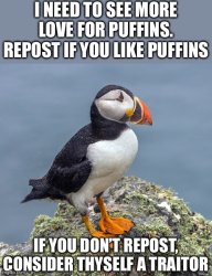 Puffin posting Meme Template