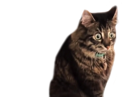 PTSD Cat Meme Template