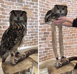 owl legs Meme Template