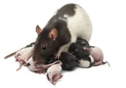 Mother Rat Meme Template