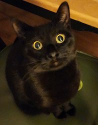 Cat with big eyes Meme Template