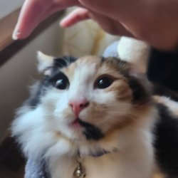 prophecy cat Meme Template