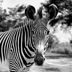 I love the markings of zebras, no two are alike. Meme Template