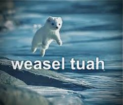 Weasel tuah Meme Template