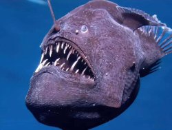 Pez Diablo Meme Template