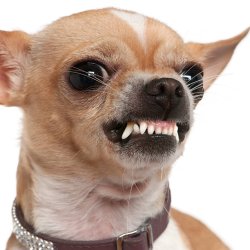 Angry Chihuahua Meme Template