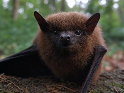 Little Brown Bat Meme Template