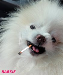 Barkie Smoking Meme Template